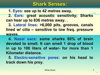 Shark Senses:
  1. Eyes: see up to 42 metres away.
  2. Ears: great acoustic sensitivity; Sharks
can hear up to 836 metres away. .
  3. Lateral lines: >6,000 pits, grooves, canals
lined w/ cilia – sensitive to low freq. pressure
waves.
  4. Nasal sacs: some sharks 80% of brain
devoted to smell. It can smell 1 drop of blood
in up to 100 liters of water- for more than 1
Kilometer distance.
  5. Electro-sensitive pores: on his head to
track down his prey.
                     White Shark               7
                                                   7
 