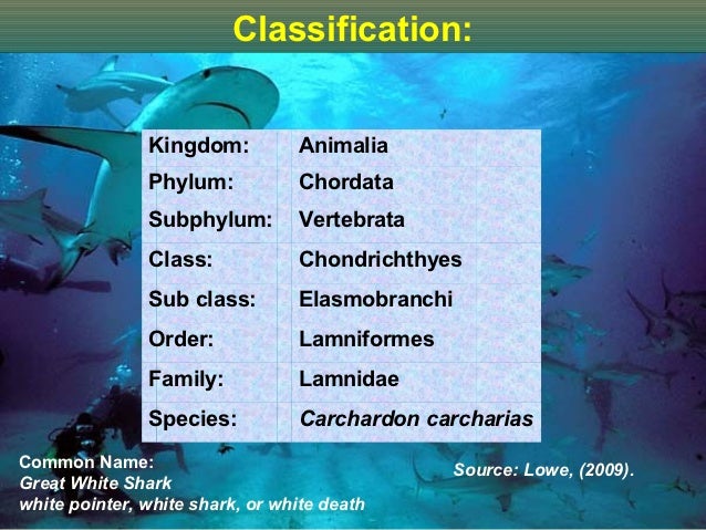 Great White Shark Classification Chart