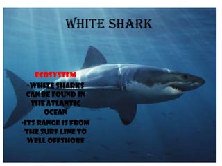 White Shark


    Ecosystem
  •White sharks
  can be found in
   the Atlantic
       ocean
•Its range is from
 the surf line to
  well offshore
 