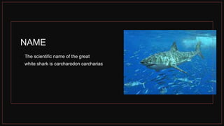 NAME
• The scientific name of the great
• white shark is carcharodon carcharias
 