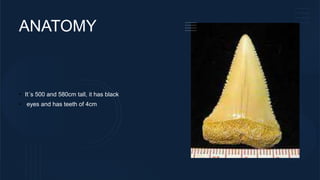 ANATOMY
• It´s 500 and 580cm tall, it has black
• eyes and has teeth of 4cm
 