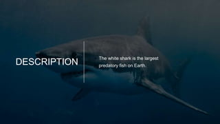DESCRIPTION
• The white shark is the largest
• predatory fish on Earth.
 