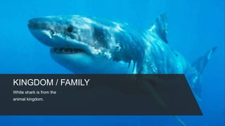 KINGDOM / FAMILY
White shark is from the
animal kingdom.
 