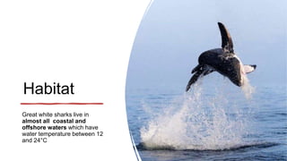 Habitat
Great white sharks live in
almost all coastal and
offshore waters which have
water temperature between 12
and 24°C
 