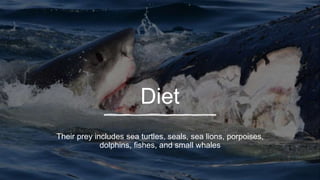 Diet
Their prey includes sea turtles, seals, sea lions, porpoises,
dolphins, fishes, and small whales
 
