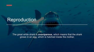 Reproduction
The great white shark is ovoviparous, which means that the shark
grows in an egg, which is hatched inside the mother.
 