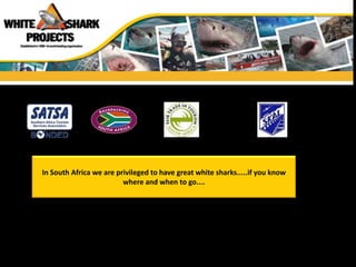 In South Africa we are privileged to have great white sharks.....if you know
                         where and when to go....
 