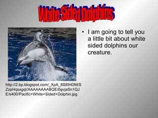[object Object],http://2.bp.blogspot.com/_XpA_8S8IHDM/SZzpHqsxgqI/AAAAAAAABQE/6gvjaSn1QJE/s400/Pacific+White+Sided+Dolphin.jpg White Sided Dolphins 