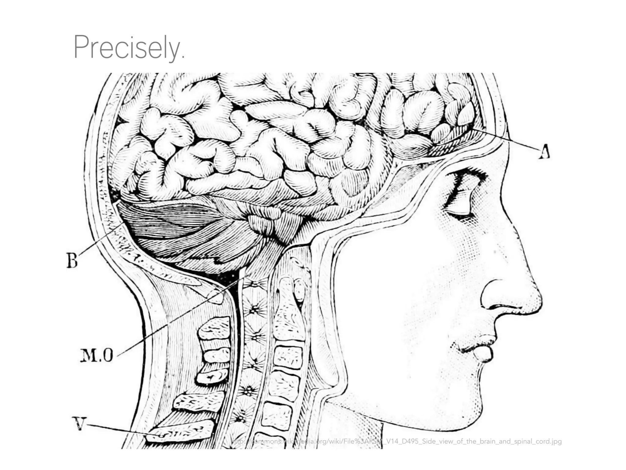 Precisely.

http://commons.wikimedia.org/wiki/File%3APSM_V14_D495_Side_view_of_the_brain_and_spinal_cord.jpg

 