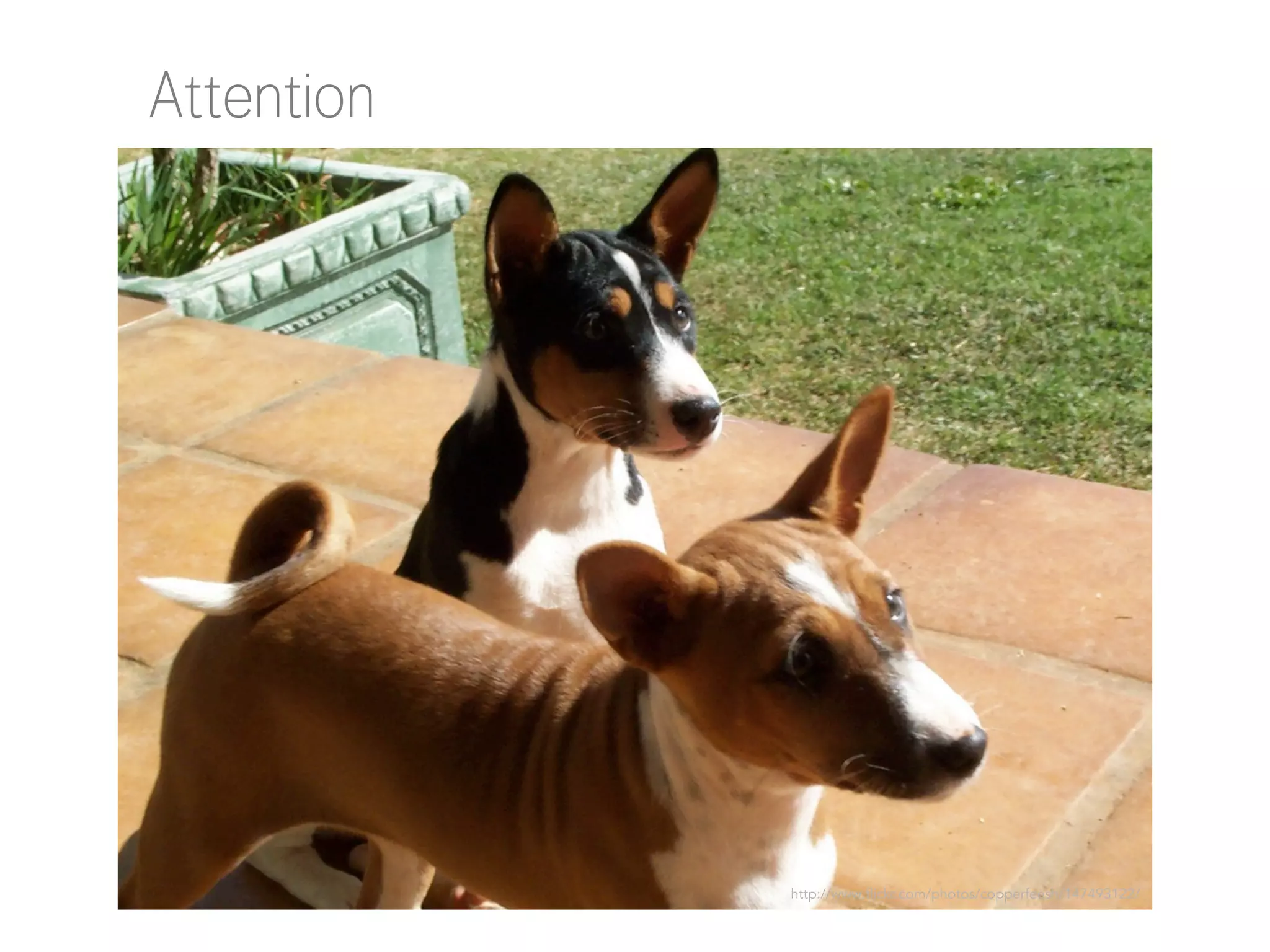 Attention

http://www.flickr.com/photos/copperfeesh/147493122/

 