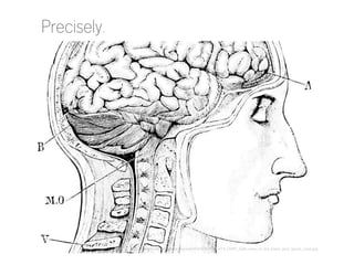 Precisely.

http://commons.wikimedia.org/wiki/File%3APSM_V14_D495_Side_view_of_the_brain_and_spinal_cord.jpg

 