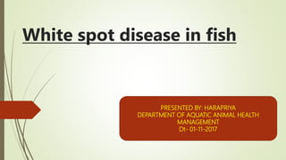 White spot disease in fish
PRESENTED BY: HARAPRIYA
DEPARTMENT OF AQUATIC ANIMAL HEALTH
MANAGEMENT
Dt- 01-11-2017
 