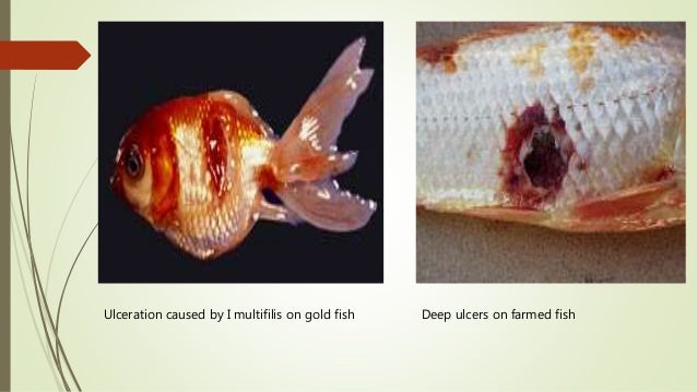 White spot disease in fish