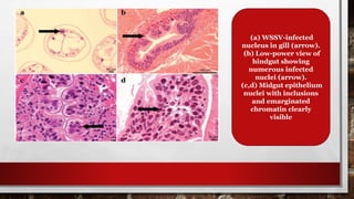 (a) WSSV-infected
nucleus in gill (arrow).
(b) Low-power view of
hindgut showing
numerous infected
nuclei (arrow).
(c,d) Midgut epithelium
nuclei with inclusions
and emarginated
chromatin clearly
visible
 