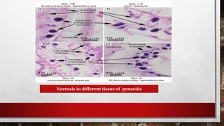 Necrosis in different tissue of penaeids
 