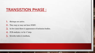 TRANSISTION PHASE :
1. Shrimps are active.
2. They may or may not have WSSV.
3. In few cases there is appearance of inclusion bodies.
4. PCR analysis +ve by 1st step.
5. Severity index is medium.
 