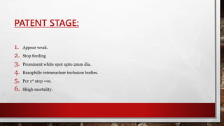 PATENT STAGE:
1. Appear weak.
2. Stop feeding
3. Prominent white spot upto 2mm dia.
4. Basophilic intranuclear inclusion bodies.
5. Pcr 1st step +ve.
6. Shigh mortality.
 