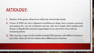 AETIOLOGY:
1. Member of the genus whispovirus within the nimaviridae family.
2. Virions of WSSV are rod or ellipsoid to bacilliform in shape, have a regular symmetry,
and measure 80–120 nm in diameter and 250–380 nm in length. Most notable is the
thread- or flagella-like extension (appendage) at one end of the virion with 39
structural protein.
3. This virus has a large circular double-stranded DNA genome with diffrent size(292.9-
307.2 kb), where the diverse isolates show differences in virulence.
 