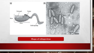 Shape of whispovirus
 