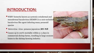 INTRODUCTION:
WSSV formerly known as systemic ectodermal and
mesodermal baculovirus (SEMBV) is a non-occluded
baculovirus like agent infecting many penaeaid
species
 Retrovirus virus- penaeus japonicus (RV-PJ)
Causes up to 100% mortality within 3- 5 days in
commercial shrimp farms, resulting in large economic
losses to the shrimp farming industry.
 