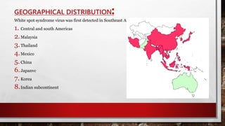 GEOGRAPHICAL DISTRIBUTION:
White spot syndrome virus was first detected in Southeast Asia
1. Central and south Americas
2.Malaysia
3.Thailand
4.Mexico
5.China
6.Japanvc
7. Korea
8.Indian subcontinent
 