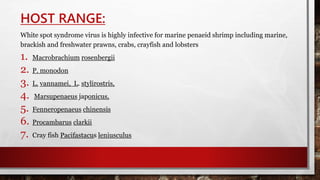 HOST RANGE:
White spot syndrome virus is highly infective for marine penaeid shrimp including marine,
brackish and freshwater prawns, crabs, crayfish and lobsters
1. Macrobrachium rosenbergii
2. P. monodon
3. L. vannamei, L. stylirostris,
4. Marsupenaeus japonicus,
5. Fenneropenaeus chinensis
6. Procambarus clarkii
7. Cray fish Pacifastacus leniusculus
 