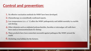 Control and prevention:
1. No effective vaccination methods for WSSV have been developed.
2.Chemotherapy no scientifically confirmed reports.
3.Low temperatures (12 ± 2˚ C) affect the WSSV pathogenicity and inhibit mortality in crayfish
and shrimp.
4.Other elements such as sulphated polysaccharides, fucoidan or microalgae cell walls have
been used as immunostimulants for shrimp.
5.These products have been somewhat successful against pathogens like WSSV around the
world.
6.Declairing crop holidays by the farmers.
 