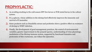 PROPHYLACTIC:
1. As avoiding stocking in the cold season SPF free larvae or PCR tested larvae in the culture
system.
2. B-1,3-glucan, whose addition to the shrimp feed effectively improves the immunity and
survival of P.monodon
3. Some products such as Dunaliella extract and probiotics show a positive effect on resistance
of shrimp to WSSV infection.
4. Finally, the development of good management practices, the control of environmental
variables, genetic improvement in the penaeid species, understanding of virus physiology,
modulation of the Shrimp immune system, supported by functional Genomics and
proteomics of this crustacean, can reduce the epizootics.
 