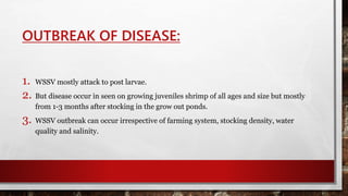 OUTBREAK OF DISEASE:
1. WSSV mostly attack to post larvae.
2. But disease occur in seen on growing juveniles shrimp of all ages and size but mostly
from 1-3 months after stocking in the grow out ponds.
3. WSSV outbreak can occur irrespective of farming system, stocking density, water
quality and salinity.
 
