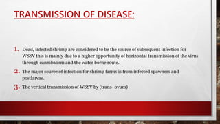 TRANSMISSION OF DISEASE:
1. Dead, infected shrimp are considered to be the source of subsequent infection for
WSSV this is mainly due to a higher opportunity of horizontal transmission of the virus
through cannibalism and the water borne route.
2. The major source of infection for shrimp farms is from infected spawners and
postlarvae.
3. The vertical transmission of WSSV by (trans- ovum)
 