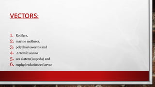 VECTORS:
1. Rotifers,
2. marine molluscs,
3. polychaeteworms and
4. Artemia salina
5. sea slaters(isopoda) and
6. euphydradaeinsect larvae
 