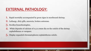 EXTERNAL PATHOLOGY:
1. Rapid mortality accompanied by gross signs in moribound shrimp.
2. Lethargy, dirty gills, anorexia, broken antennae.
3. Swollen branchiostegites.
4. White deposits of calcium of 0.5-2.0mm dia on the cuticle of the shrimp
cephalothorax or carapace.
5. Display expanded chromatophores cephalothorax cuticle.
 