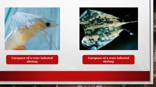 Carapace of a wssv infected
shrimp
Carapace of a wssv infected
shrimp
 