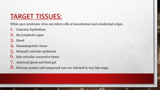 TARGET TISSUES:
White spot syndrome virus can infect cells of mesodermal and ectodermal origin,
1. Cuticular Epithelium
2. the lymphoid organ
3. Heart
4. Haematopoietic tissue
5. Stomach cuticular epidermis
6. Sub cuticular connective tissue
7. Antennal gland and hind gut
8. Nervous system and compound eyes are infected in very late stage.
 