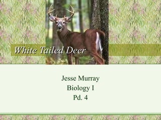 White Tailed Deer Jesse Murray  Biology I Pd. 4 