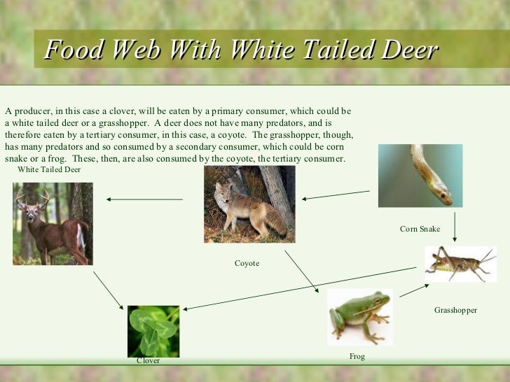 What Food Does The White Tailed Deer Eat What Food Does The White Tailed Deer Eat