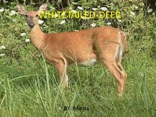 WHITETAILED-DEER
BY :Minna
 