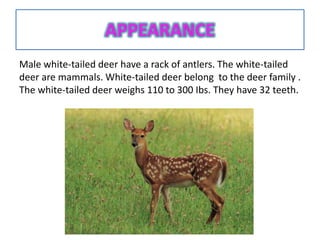 Male white-tailed deer have a rack of antlers. The white-tailed
deer are mammals. White-tailed deer belong to the deer family .
The white-tailed deer weighs 110 to 300 Ibs. They have 32 teeth.
 