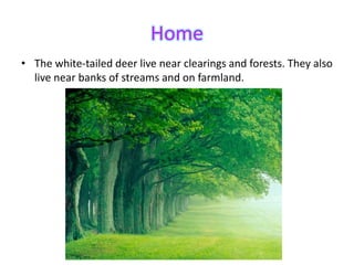 • The white-tailed deer live near clearings and forests. They also
live near banks of streams and on farmland.
Home
 