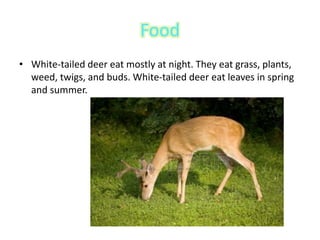 Food
• White-tailed deer eat mostly at night. They eat grass, plants,
weed, twigs, and buds. White-tailed deer eat leaves in spring
and summer.
 