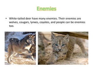 Enemies
• White-tailed deer have many enemies. Their enemies are
wolves, cougars, lynxes, coyotes, and people can be enemies
too.
 