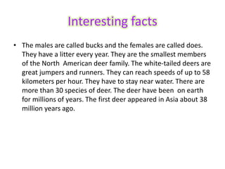 Interesting facts
• The males are called bucks and the females are called does.
They have a litter every year. They are the smallest members
of the North American deer family. The white-tailed deers are
great jumpers and runners. They can reach speeds of up to 58
kilometers per hour. They have to stay near water. There are
more than 30 species of deer. The deer have been on earth
for millions of years. The first deer appeared in Asia about 38
million years ago.
 