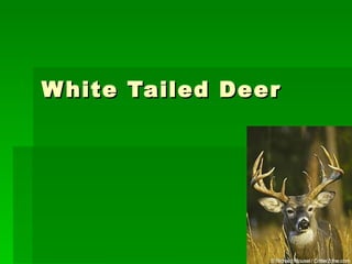 White Tailed Deer 