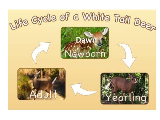 White tailed deer life cycle