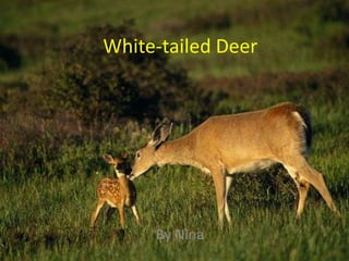 White-tailed Deer
By Nina
 