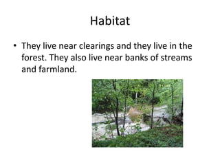 Habitat
• They live near clearings and they live in the
forest. They also live near banks of streams
and farmland.
 