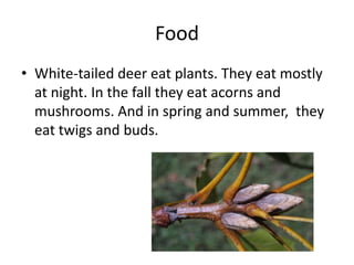 Food
• White-tailed deer eat plants. They eat mostly
at night. In the fall they eat acorns and
mushrooms. And in spring and summer, they
eat twigs and buds.
 