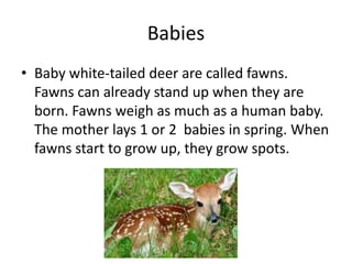 Babies
• Baby white-tailed deer are called fawns.
Fawns can already stand up when they are
born. Fawns weigh as much as a human baby.
The mother lays 1 or 2 babies in spring. When
fawns start to grow up, they grow spots.
 
