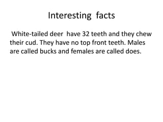 Interesting facts
White-tailed deer have 32 teeth and they chew
their cud. They have no top front teeth. Males
are called bucks and females are called does.
 