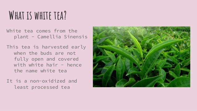 The Benefits Of Drinking White Tea